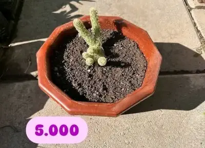 Cactus en maceta de cerámica octogonal - miniatura 1