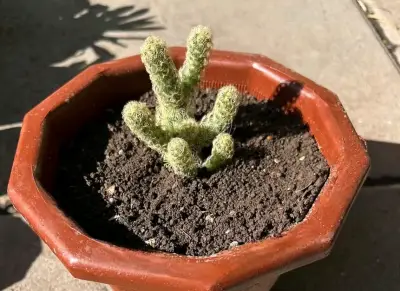 Cactus en maceta de cerámica octogonal - miniatura 2