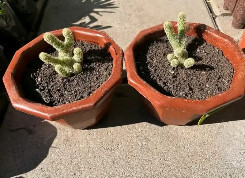 Cactus en maceta de cerámica octogonal - 3