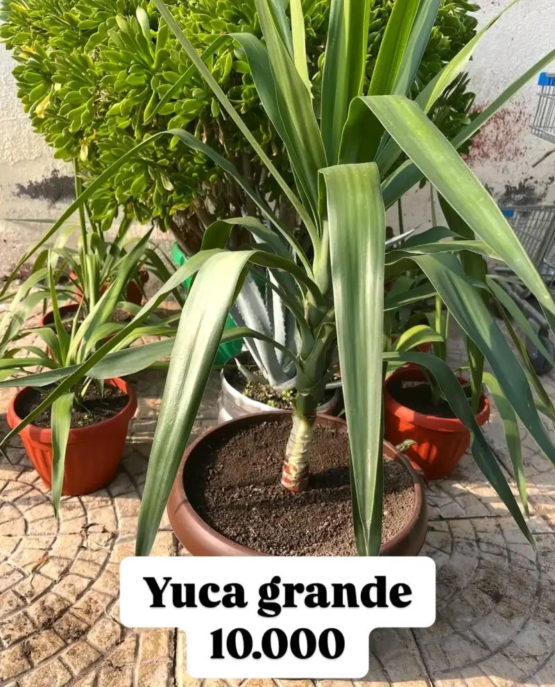Planta de yuca grande en maceta