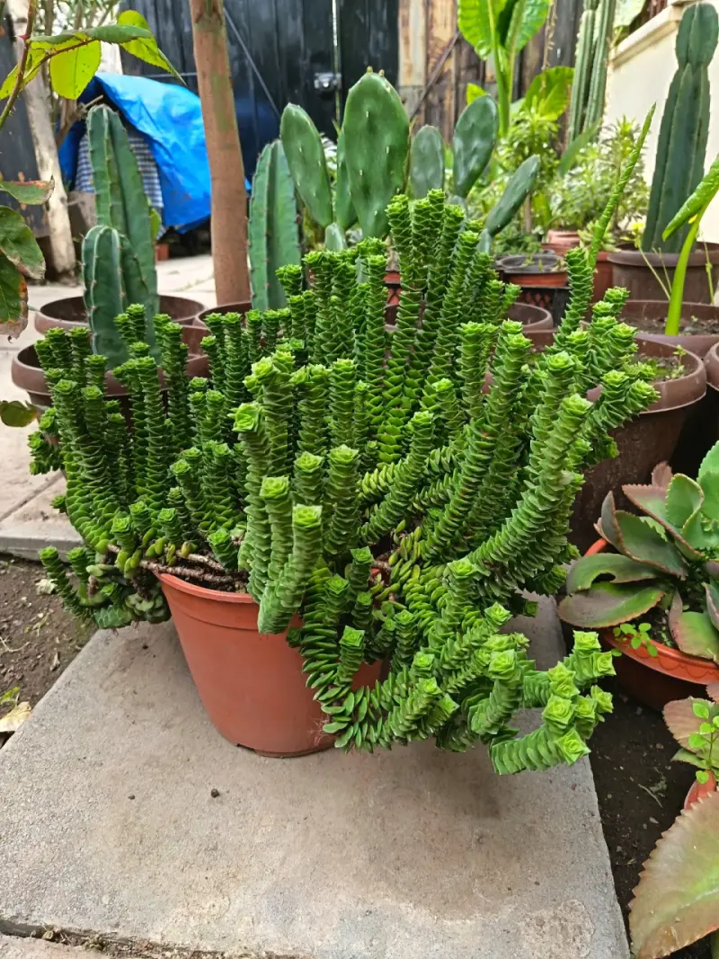 Planta suculenta Crassula en maceta - 1