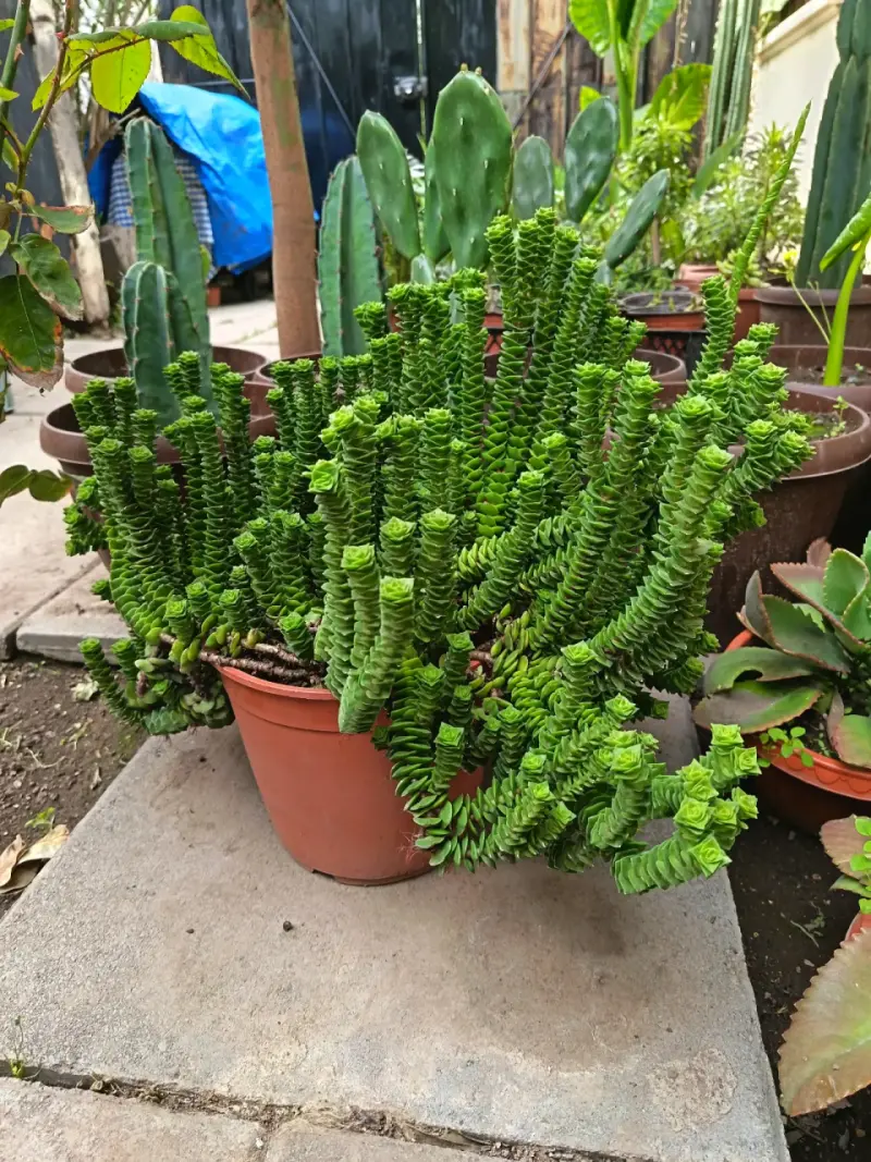 Planta suculenta Crassula en maceta - 2