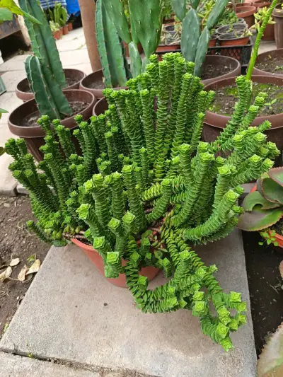 Planta suculenta Crassula en maceta - miniatura 3