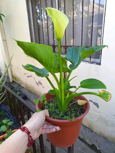 Planta de Cala enana en Maceta Plástica - miniatura 1