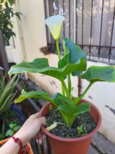 Planta de Cala enana en Maceta Plástica - miniatura 3