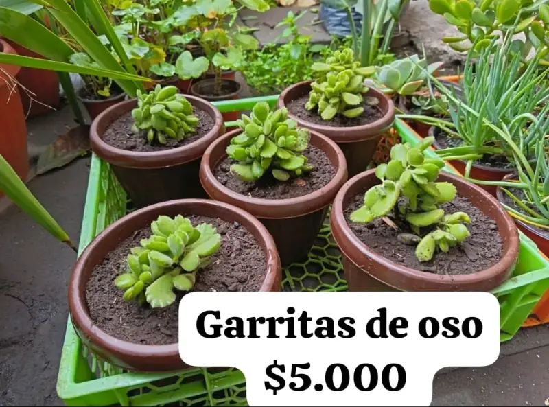Suculentas Garritas de Oso en Maceta - 3