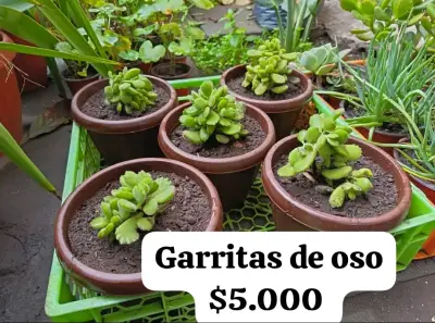 Suculentas Garritas de Oso en Maceta - miniatura 3