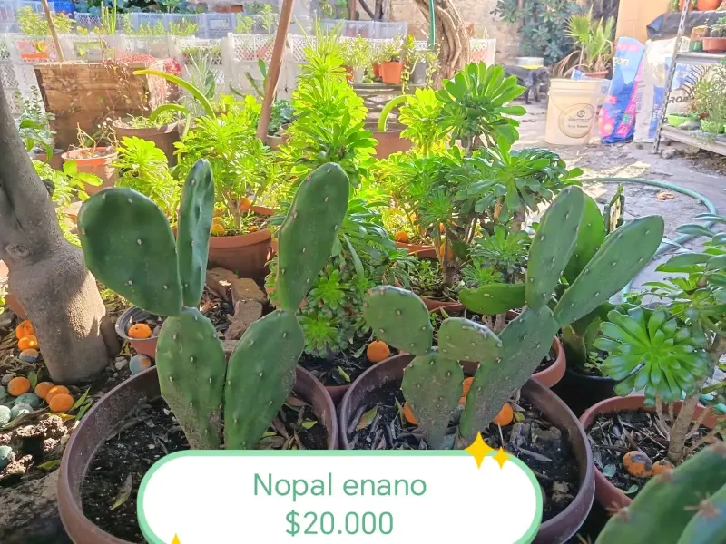 Nopal enano en maceta para jardín