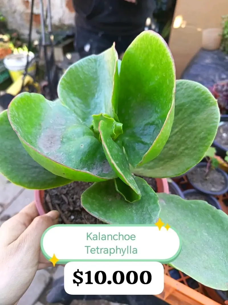 Planta Kalanchoe Tetraphylla en Maceta