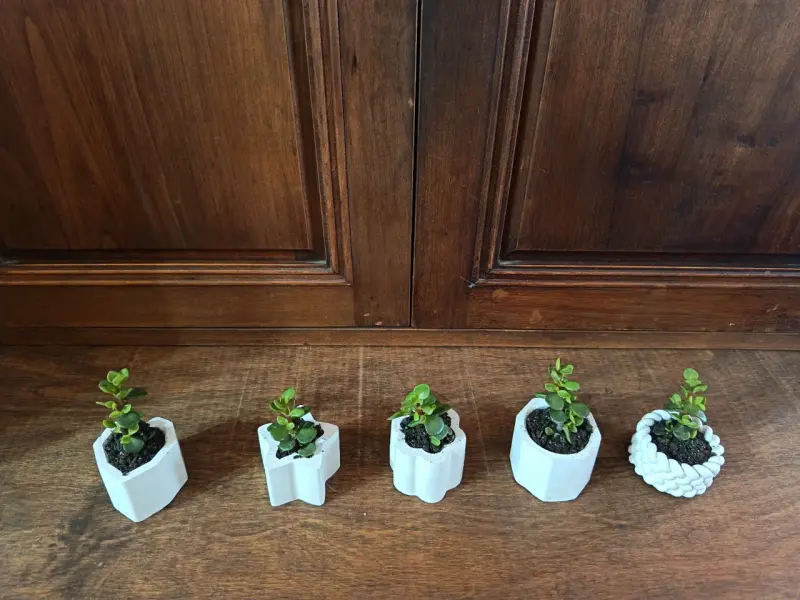 Set de 5 mini suculentas en macetas decorativas - 1