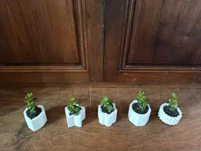 Set de 5 mini suculentas en macetas decorativas - miniatura 1