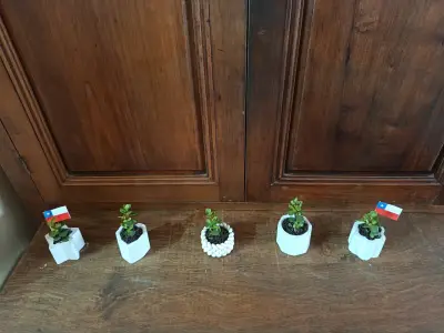 Set de 5 mini suculentas en macetas decorativas - miniatura 3