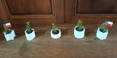 Set de 5 mini suculentas en macetas decorativas - miniatura 4