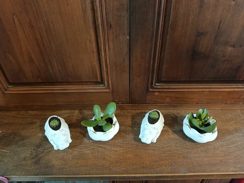 Conjunto de maceteros decorativos con plantas suculentas - 2