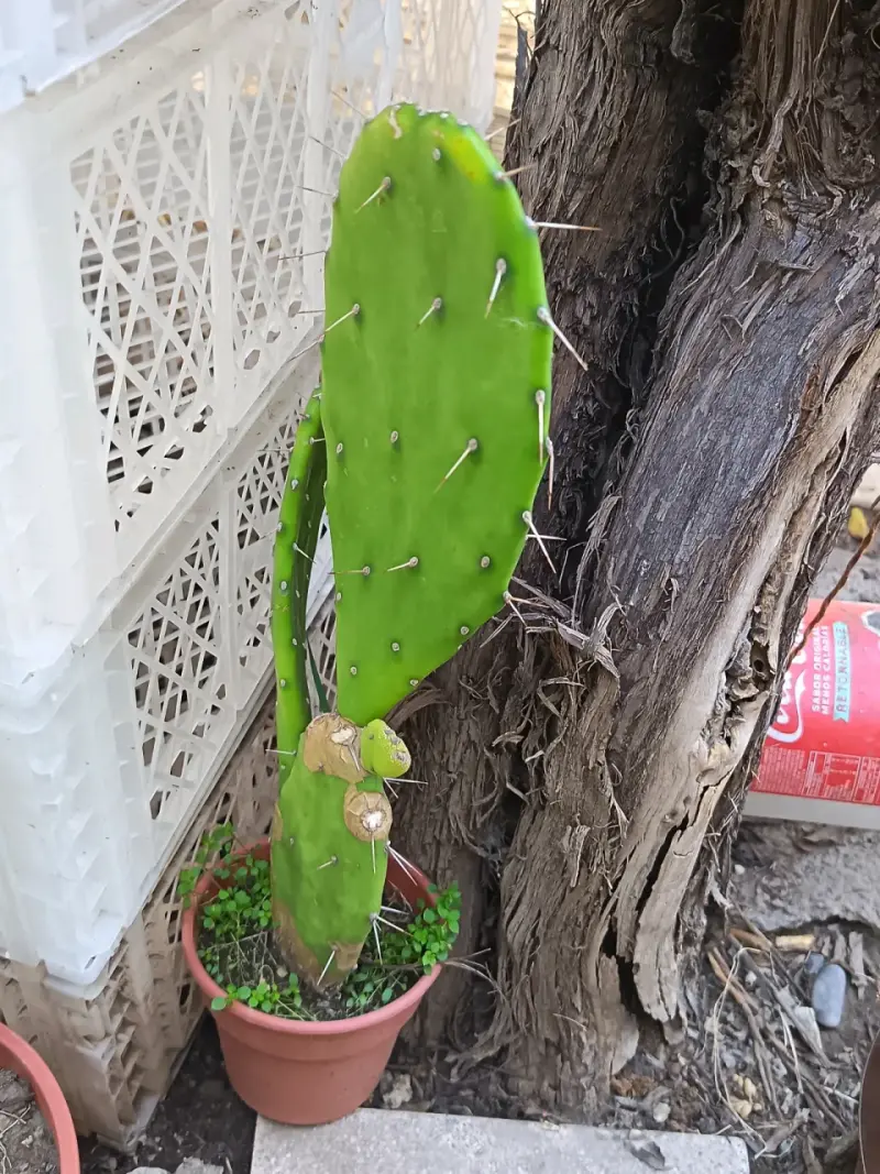 Cactus en maceta para decoración de jardín