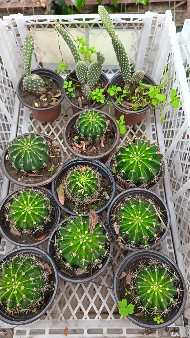 Colección de cactus en macetas pequeñas