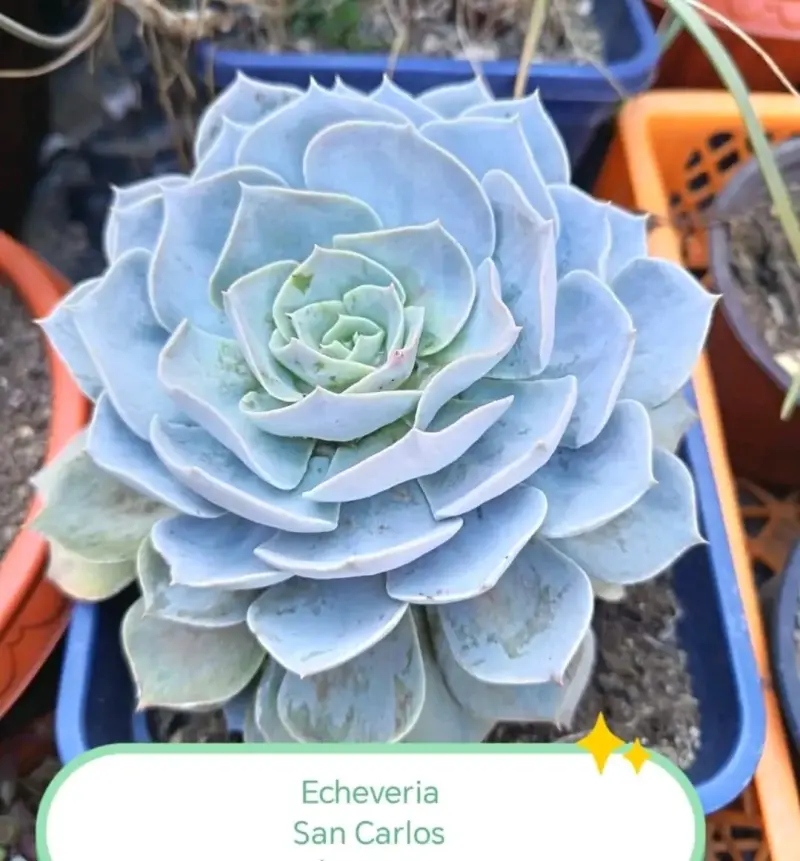 Suculenta Echeveria San Carlos en Maceta
