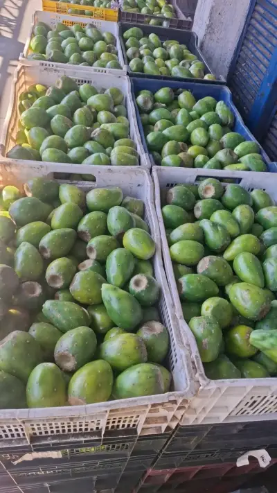 Tunas frescas en cajas grandes - miniatura 1