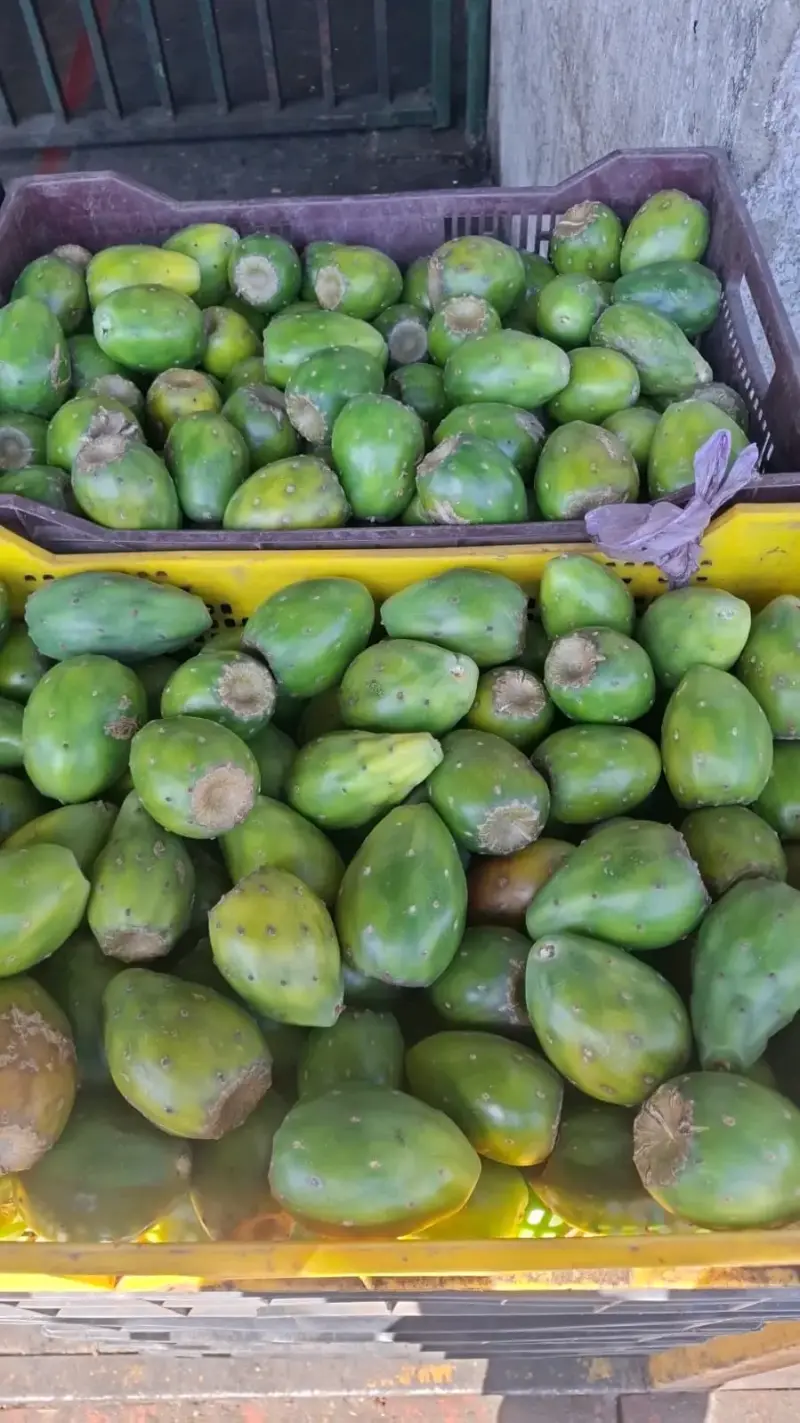 Tunas frescas en cajas grandes - 3