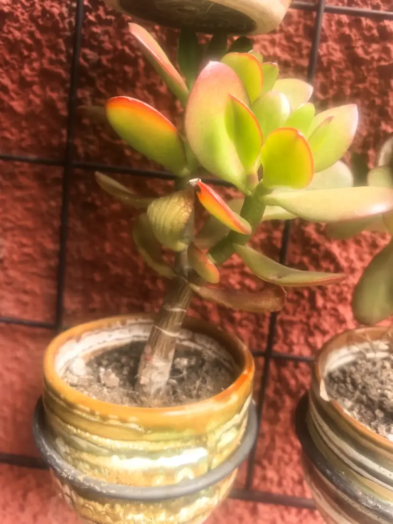 Árbol de Jade en Maceta Decorativa - 2