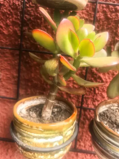 Árbol de Jade en Maceta Decorativa - miniatura 2