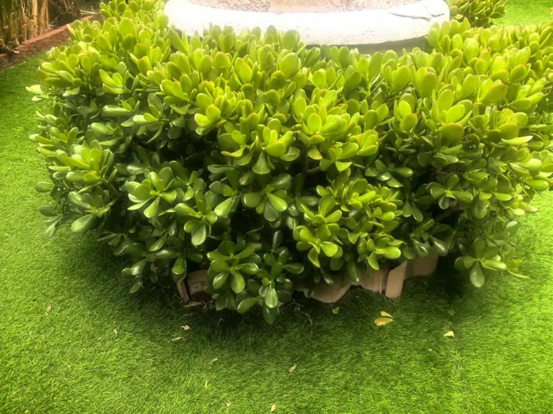 Árbol de Jade en Maceta Decorativa - 3
