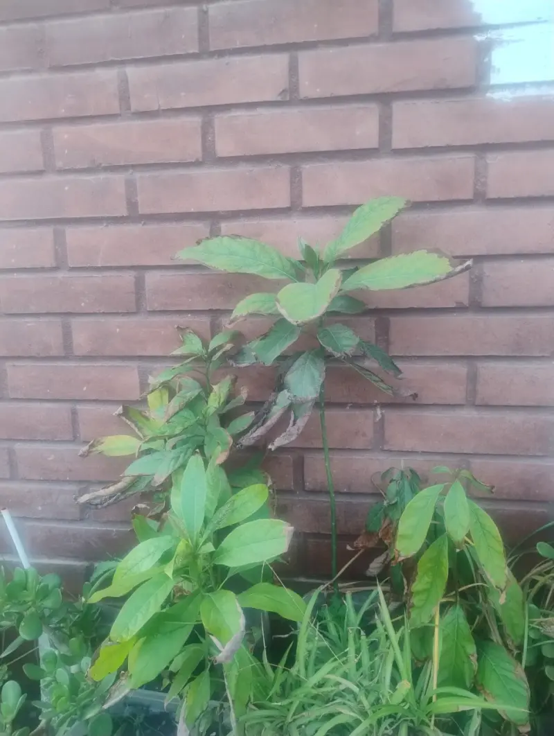 Plantas
