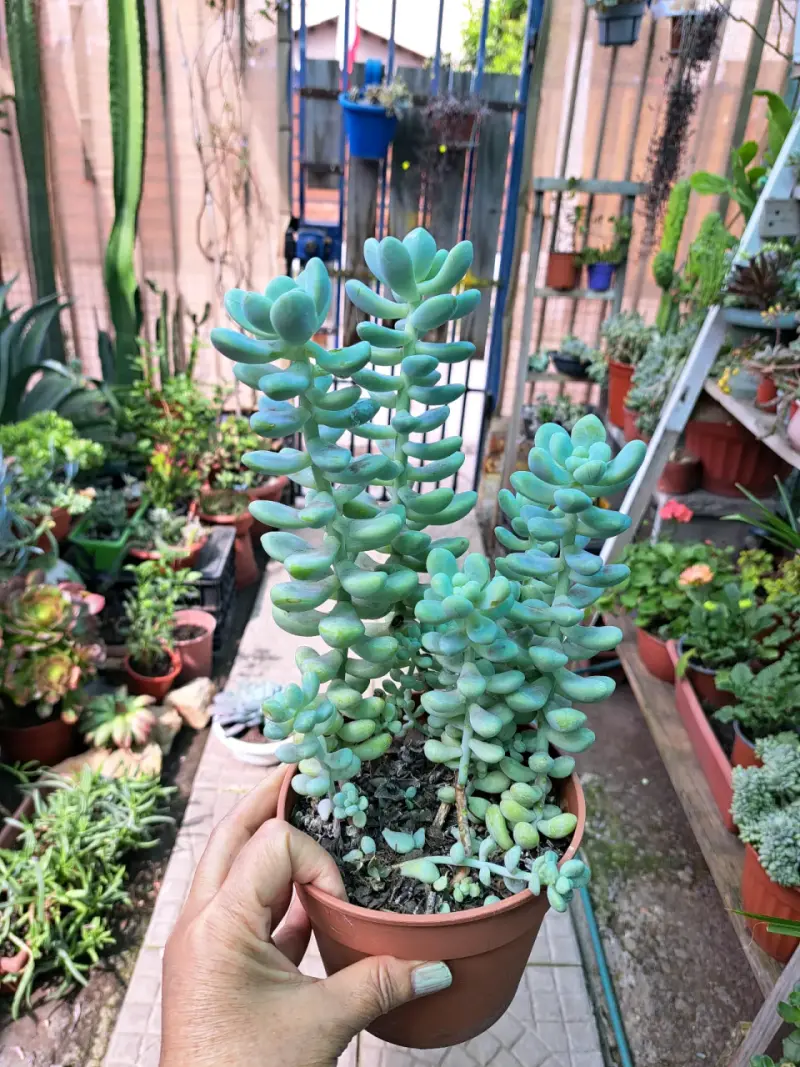 Lindas plantas - 5