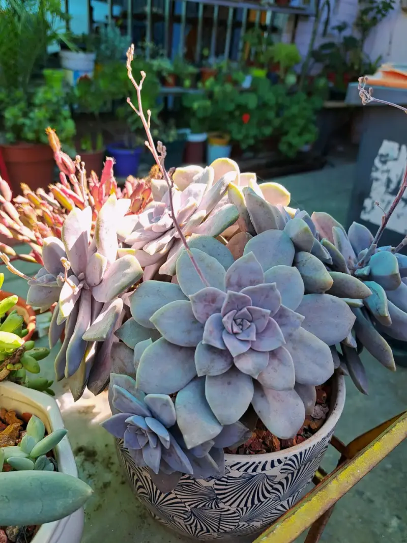 Lindas plantas - 6