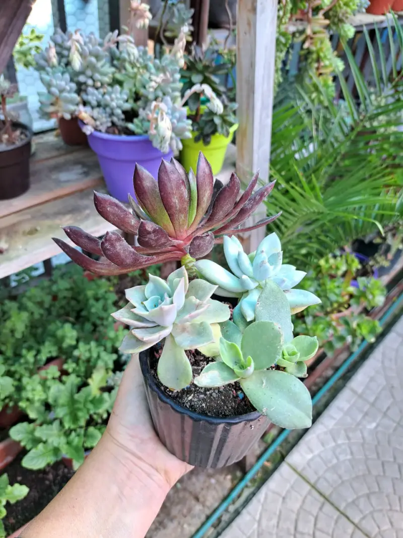 Lindas plantas - 1