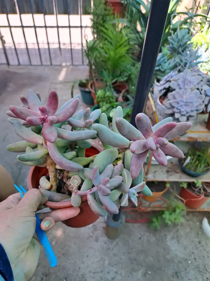 Lindas plantas - 3