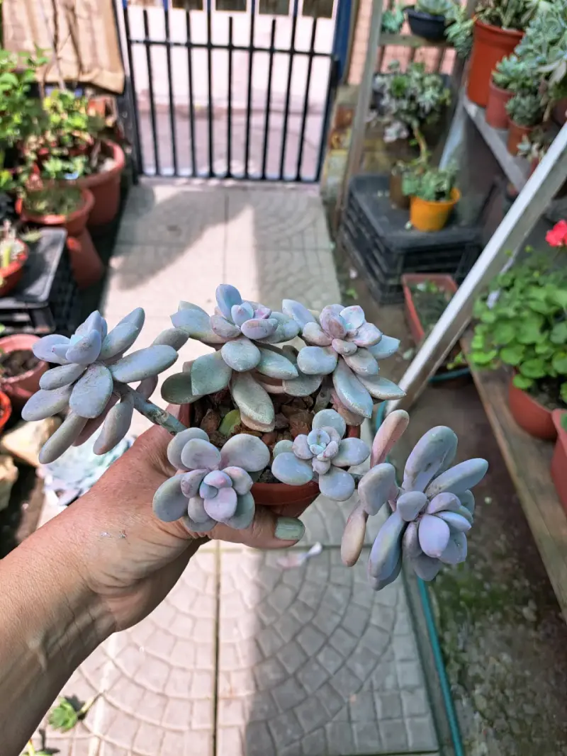 Lindas plantas - 4