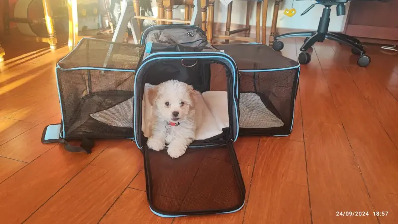 Transportadora de mascotas plegable con ventilación - 1