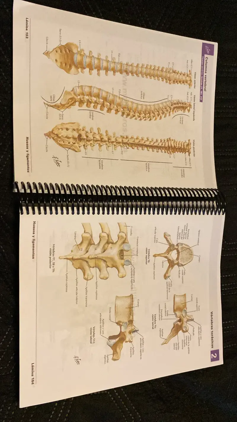 Atlas de Anatomía Humana de Frank H. Netter 6ª Edición - 2