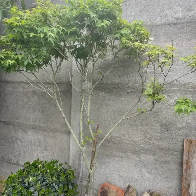 Árbol de jardín Acer palmatum - miniatura 1
