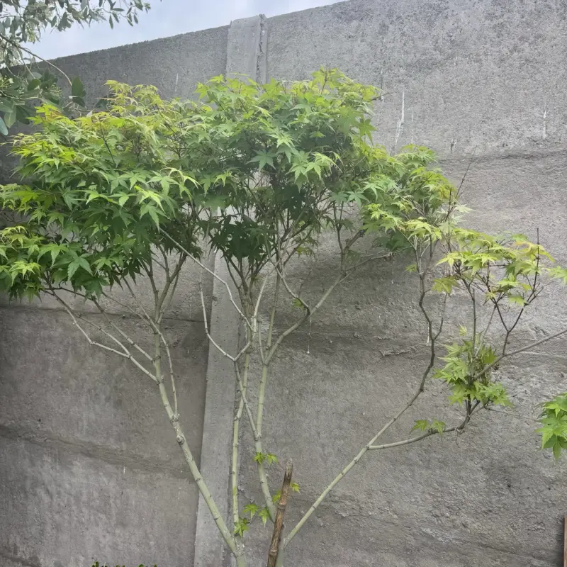 Árbol de jardín Acer palmatum - 2