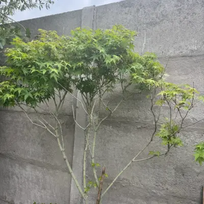Árbol de jardín Acer palmatum - miniatura 2
