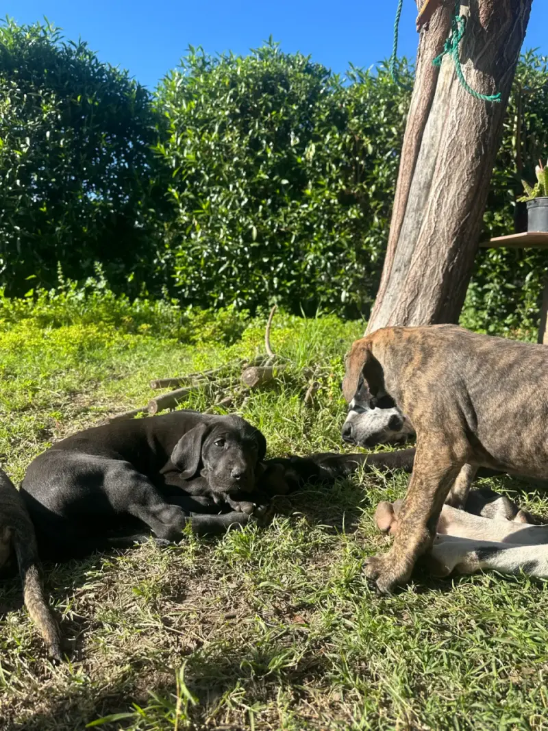 Cachorra gran danés - 2