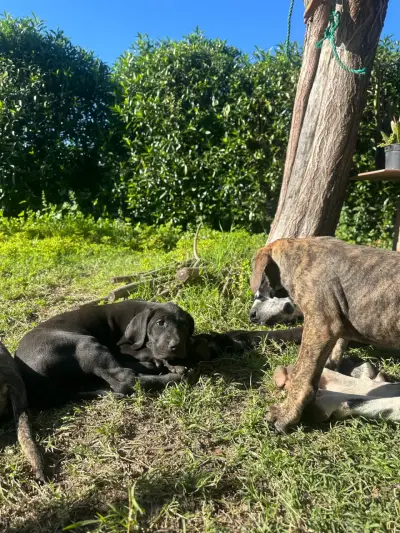 Cachorra gran danés - miniatura 2