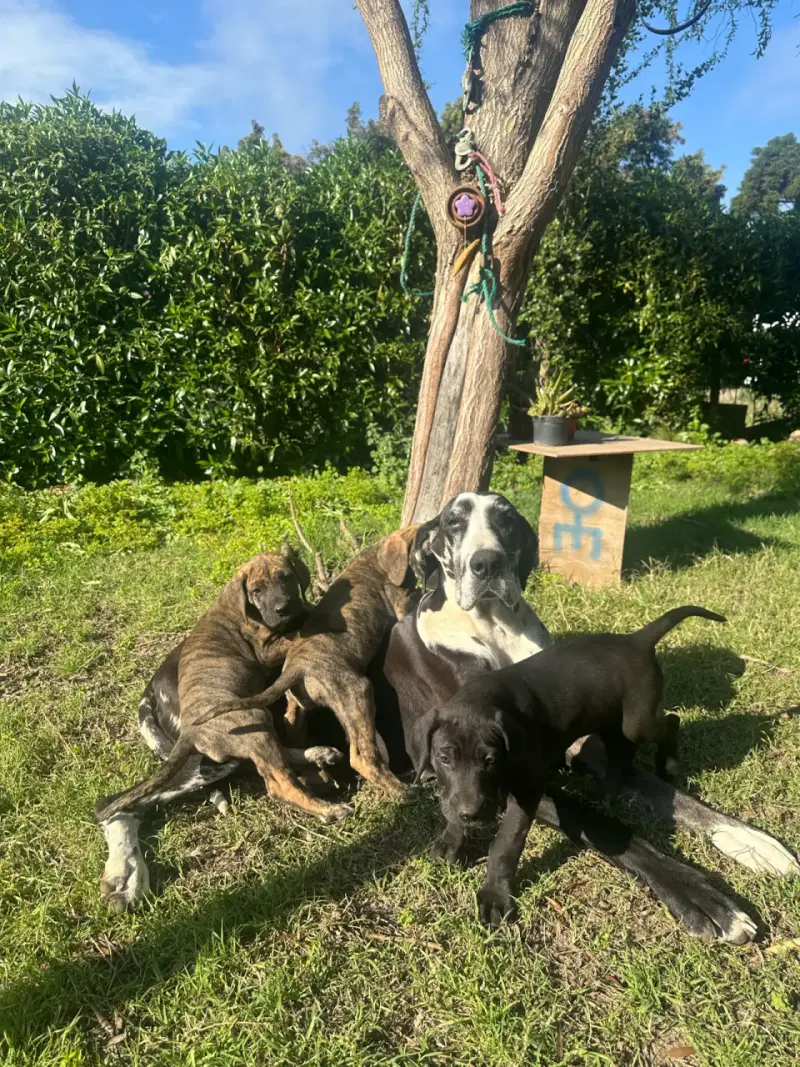Cachorra gran danés - 3