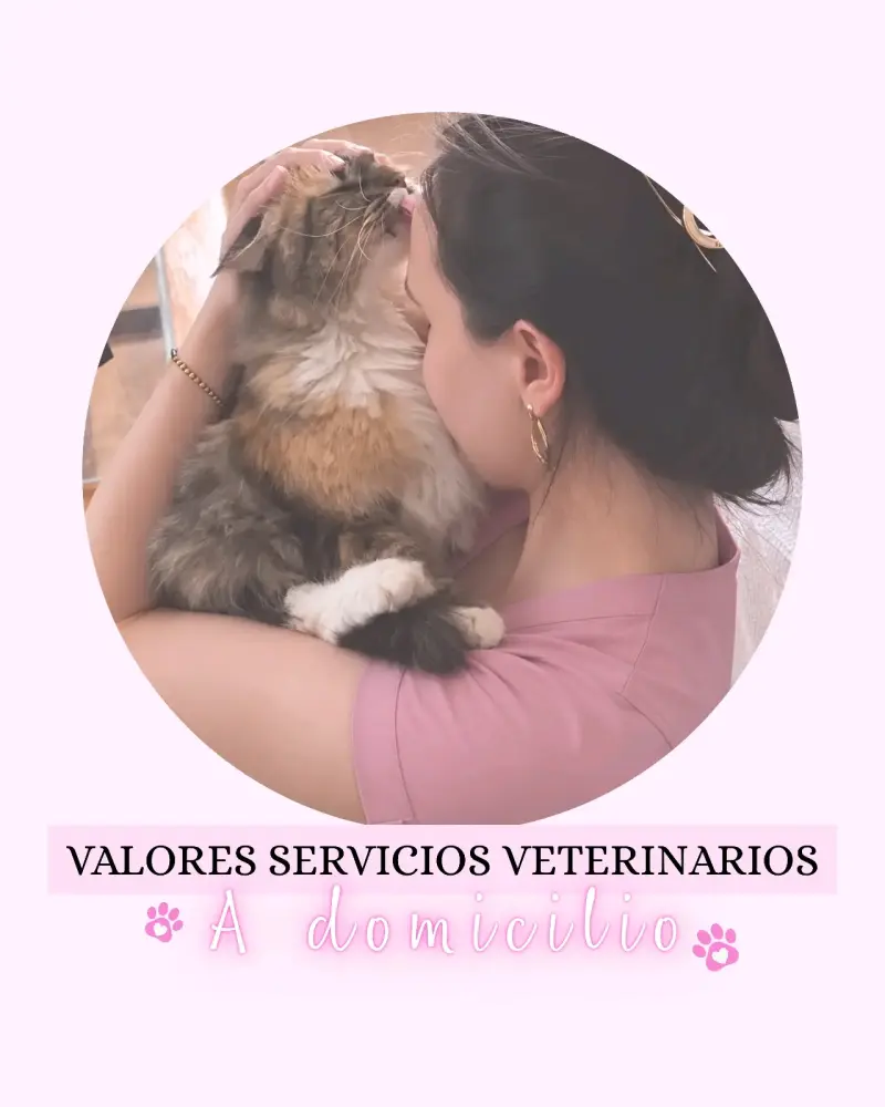 Servicios veterinarios a domicilio perros y gatos