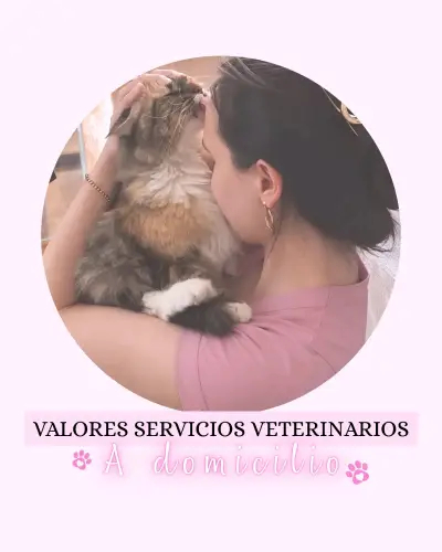 Servicios veterinarios a domicilio perros y gatos - miniatura 1
