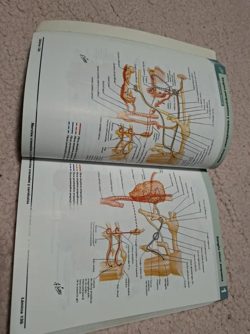 Atlas de Anatomía Humana 6ª Edición Frank H. Netter - 2