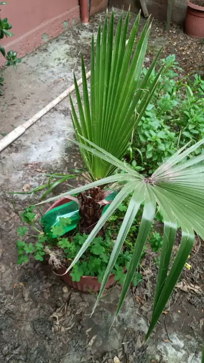 Palmera en maceta para jardín o interior - miniatura 1