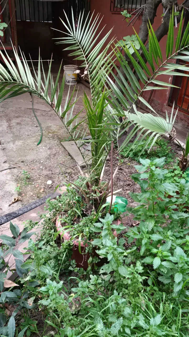 Palmera en maceta para jardín o interior - 2