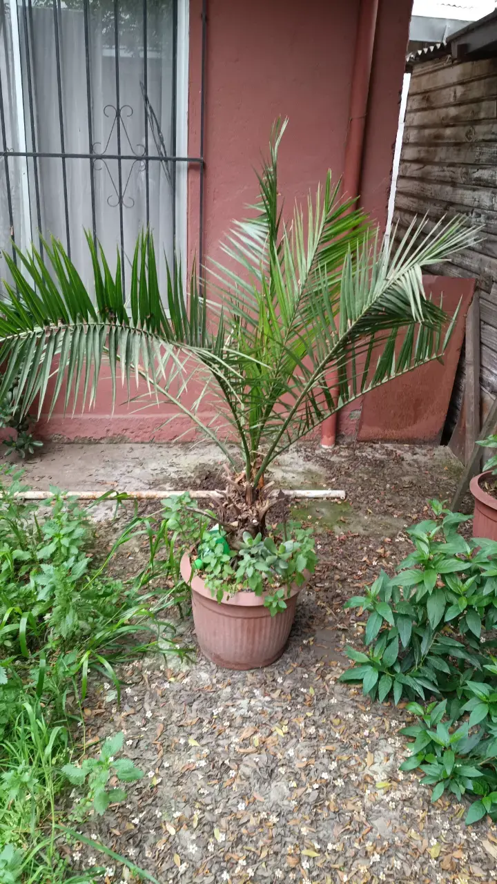 Palmera en maceta para jardín o interior - 3