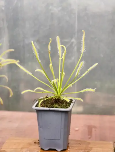 Planta carnívora Drosera capensis en maceta - miniatura 1