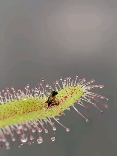 Planta carnívora Drosera capensis en maceta - miniatura 2