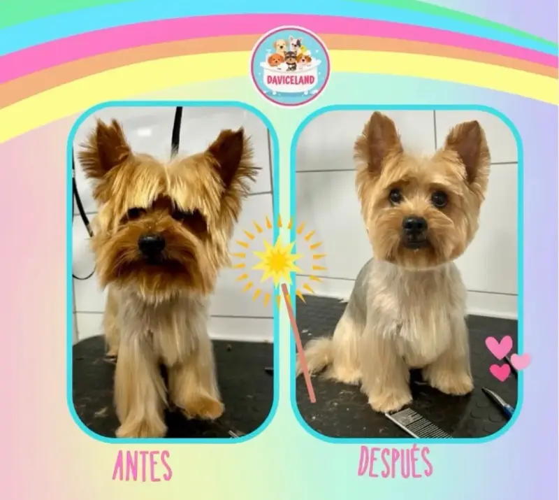 Peluquería canina