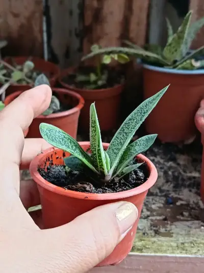 Plantas  sultidas - miniatura 1